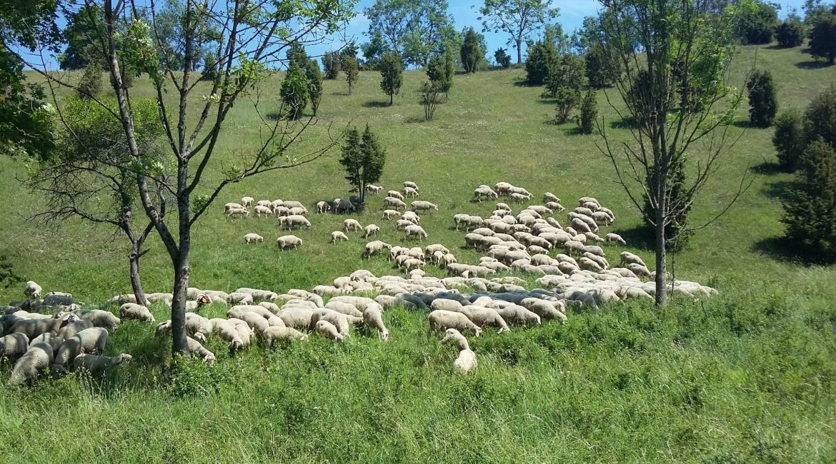 Schafe sind perfekte Landschaftspfleger