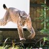 Max Keesberger/Luchs Thüringen
