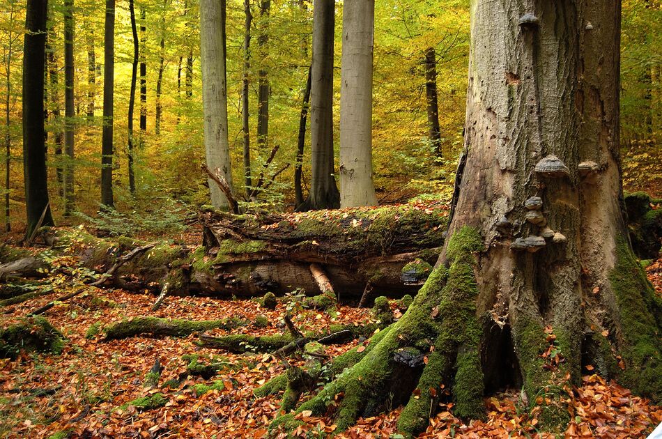 Blick auf den Nationalpark Hainich mit rot-braun gefärbten Blättern auf dem Waldboden