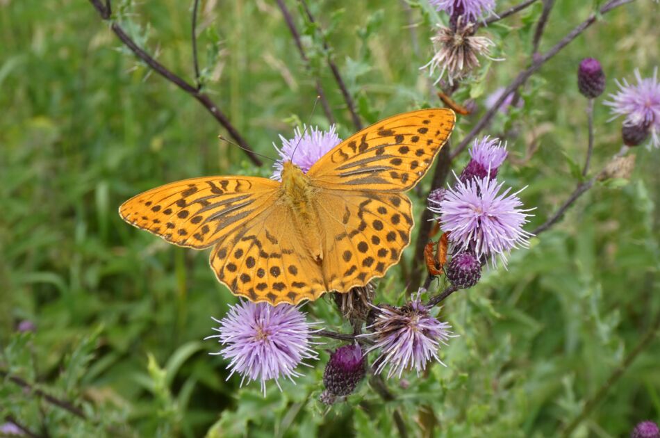 geöffneter orangefarbener Schmetterling Kaisermantel auf fliederblühenden Blumen