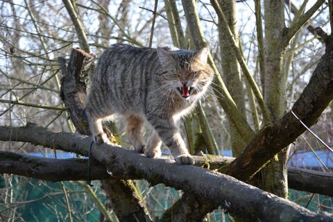 Wildkater Leo auf einem Balken im Frühling