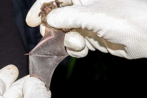 Fledermausnacht 2025