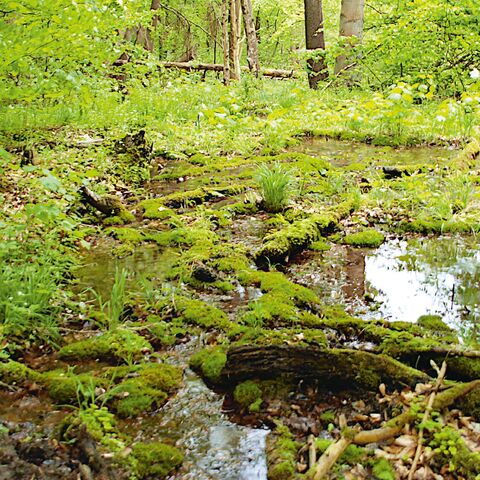Titelseite Kalktuffquellen und Kalkniedermoore in West- und Nordthüringen 2025