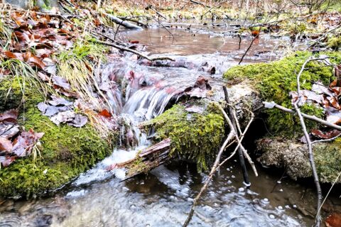 Flusslauf Alte Hainsbach