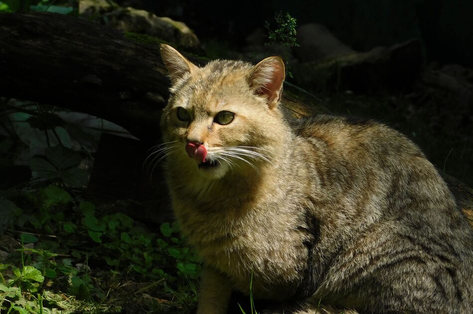 Wildkatze im Mondschein