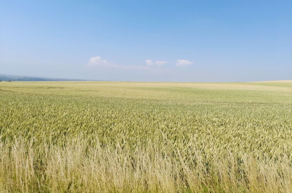 Blick auf eine intensiv genutzte Agrarlandschaft