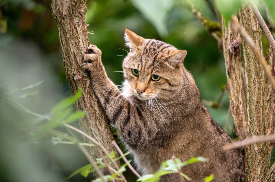 Wildkatze im Wildkatzendorf Hütscheroda