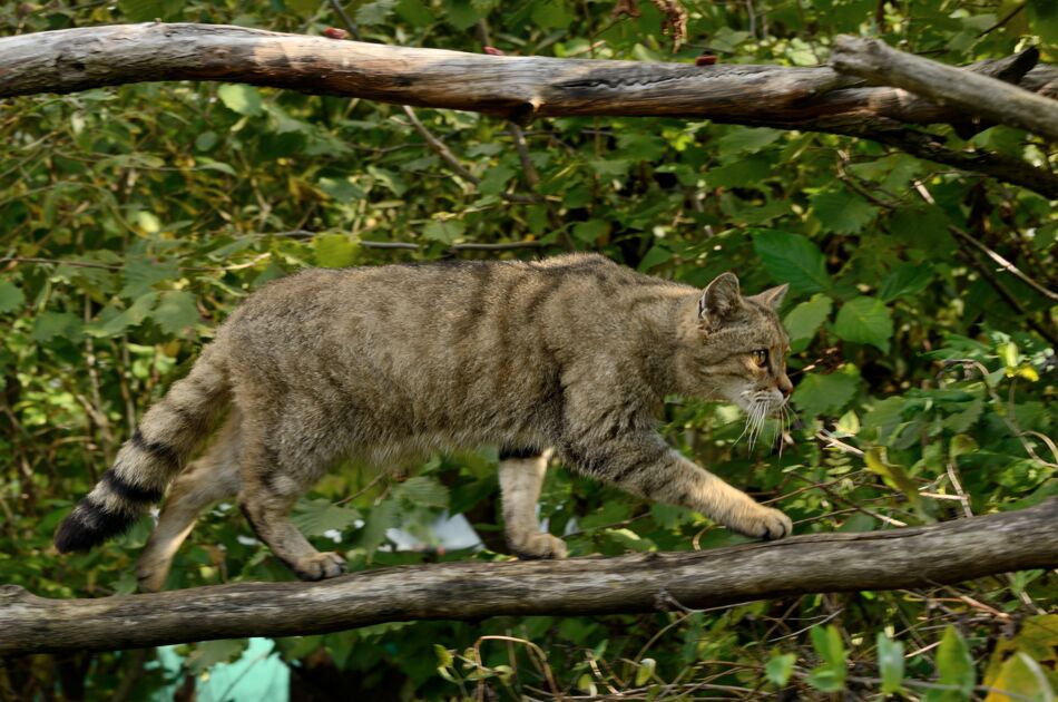 Wildkater Carlo balancierend auf einem dünnen Holzstamm