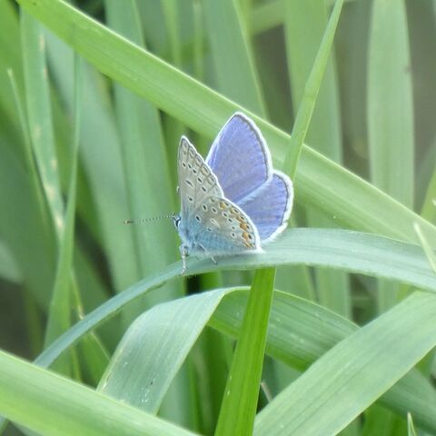 Blauer Hauhechel-Bläuling auf grünen Halmen