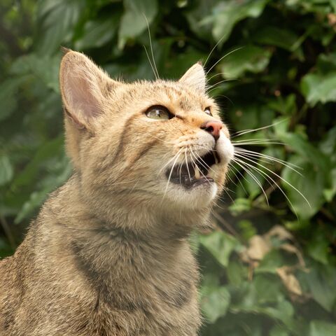 Wildkater Waro im Wildkatzendorf Hütscheroda vor grüner Hecke