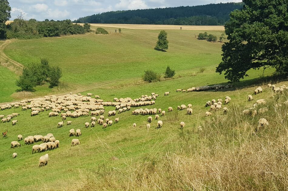 Blick auf eine Wiese mit Schafen