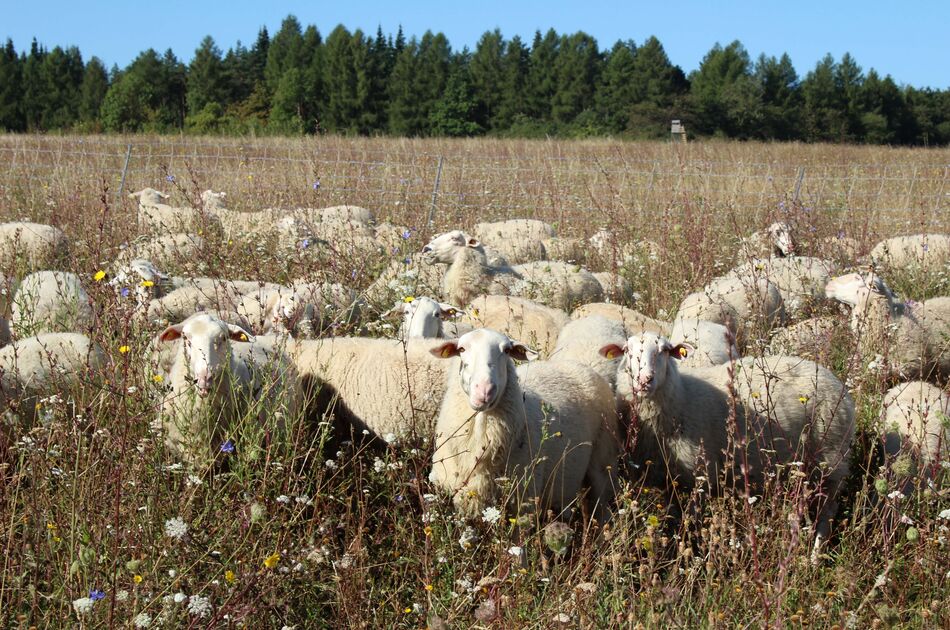 Weidende Leineschafe umgeben von Wegwarte, Schafgarbe, Skabiosen und Flockenblume