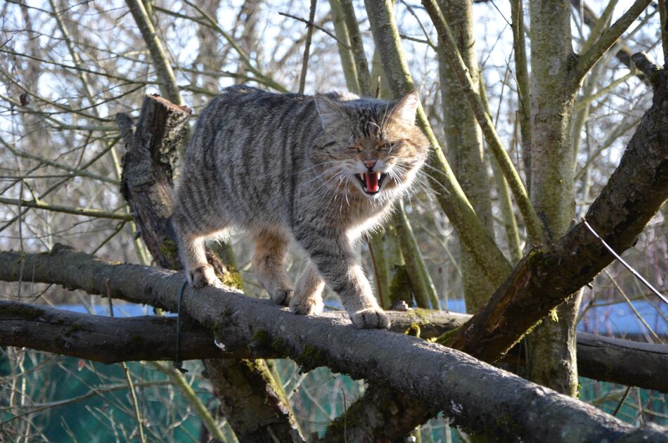 Wildkater Leo auf einem Balken im Frühling