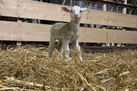 Ein kleines Leineschaft-Lamm steht erstmals auf eigenen Beinen im Stroh