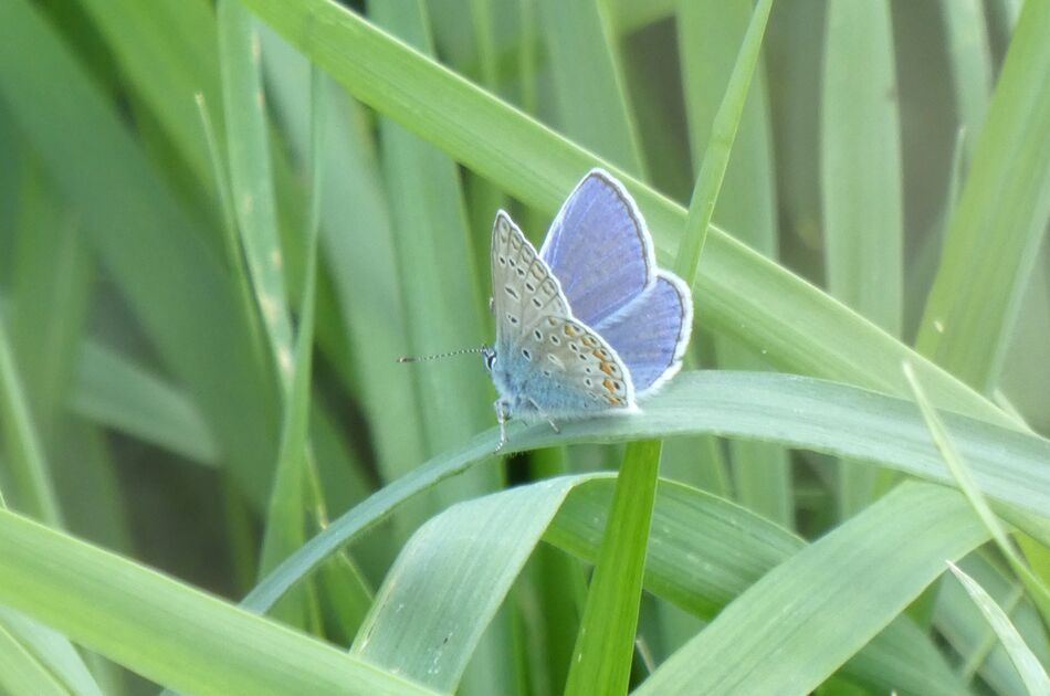 Hauhechel-Bläuling Blauer Hauhechel-Bläuling auf grünen Halmen