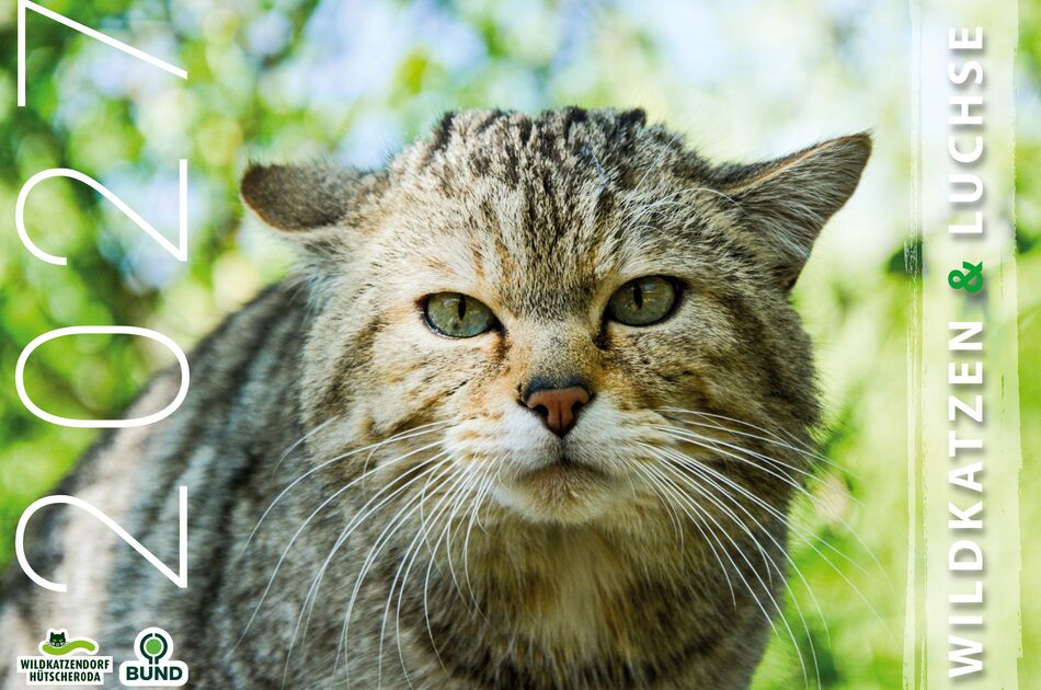 Kalender Wildkatze und Luchse 2027 (Titelseite)