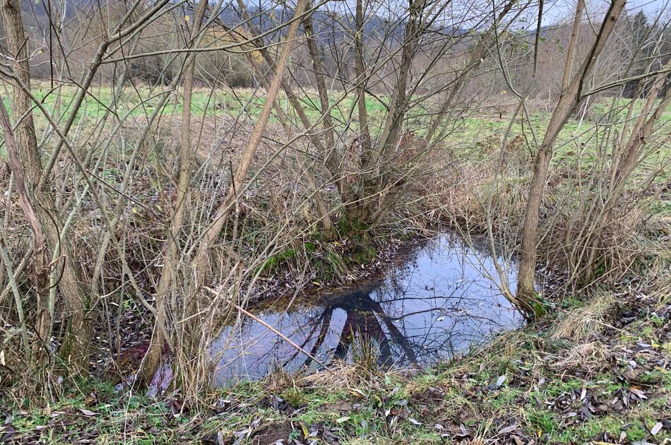 Blick auf ein Kleingewässer bei Brehme kurz vor dem Maßnahmenbeginn, es wird entschlammt und von den Gehölzen freigeschnitten
