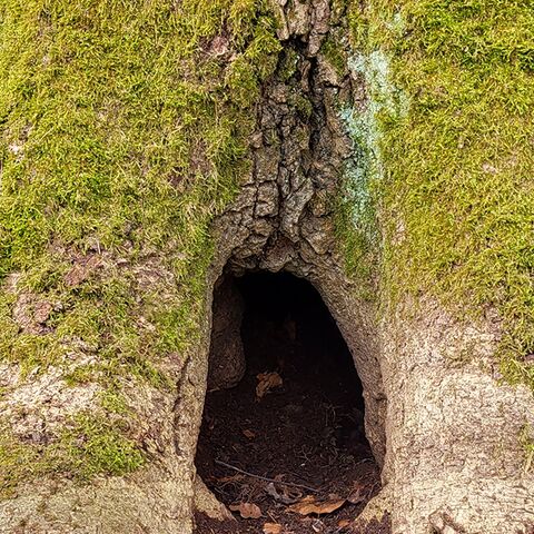 Bemooster Baumstamm mit Höhle